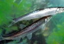 濒临灭绝的云南抚仙湖土著鱼种    “滇中一绝”铜锅抗浪鱼
