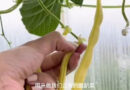 云南媳妇在挪威温室种蔬菜，实现蔬菜自由
